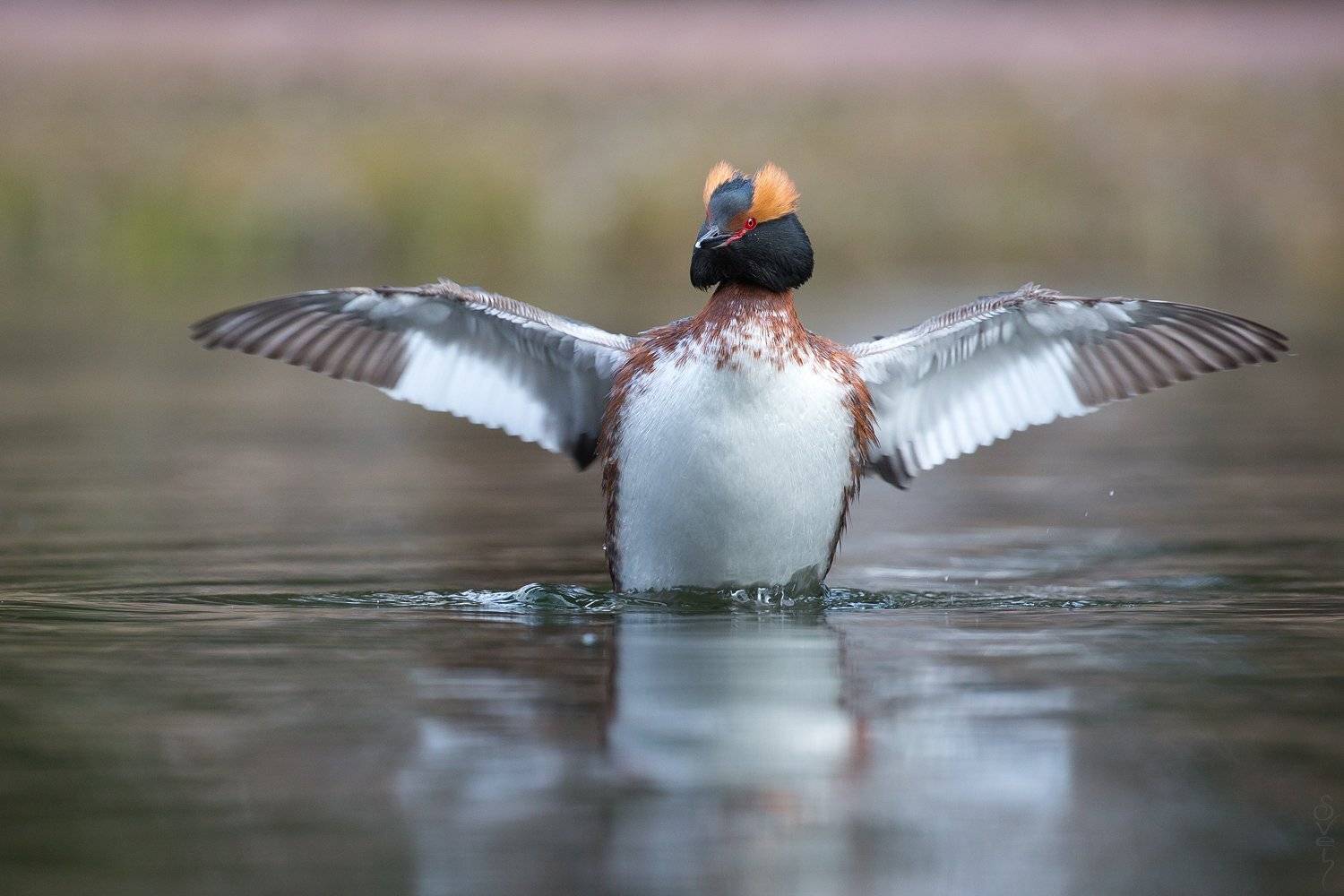 красношейная поганка, Байбекова Светлана