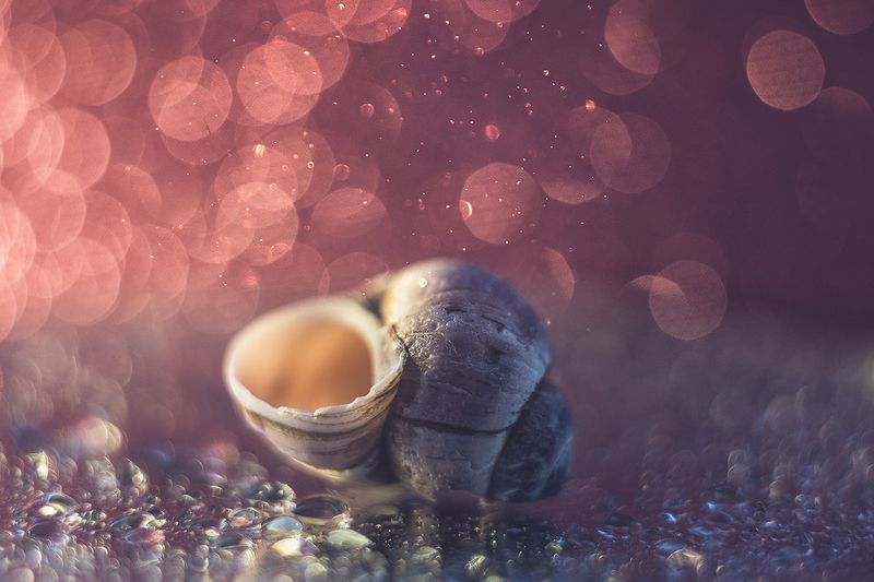 макро, макрофотография, макросъёмка, боке, ракушка, капли Розовый цвет фото превью