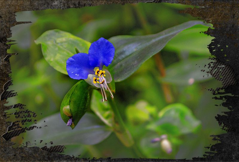 цветочек фото превью