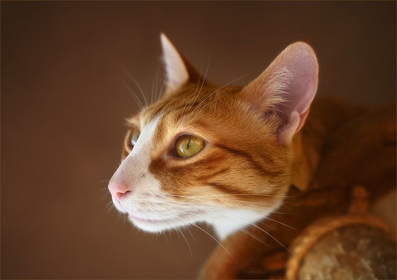 кошки, животные, портрет Золотце фото превью