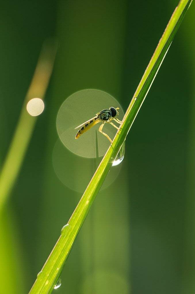 , Александр Земляной