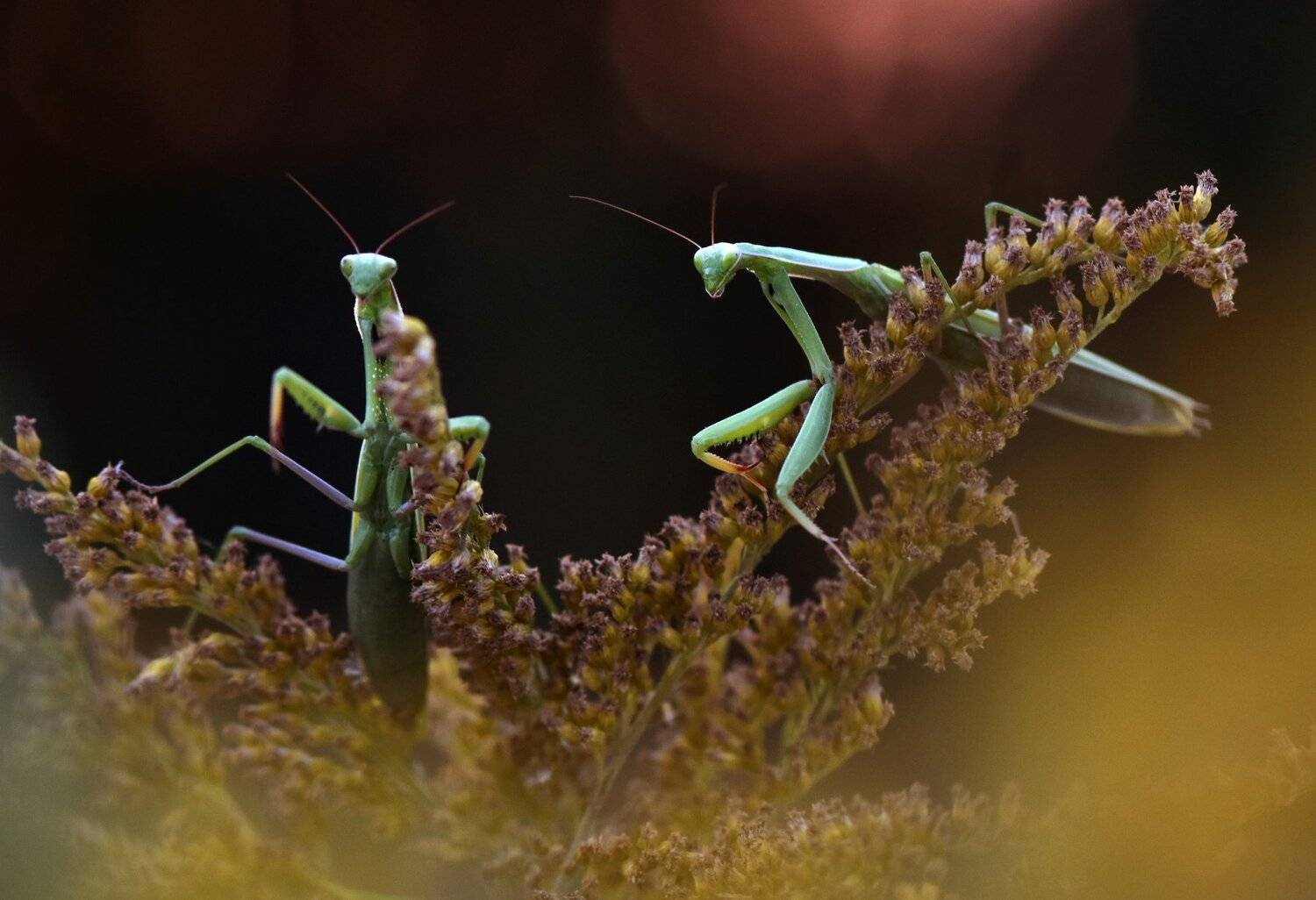 , Макеев Алексей