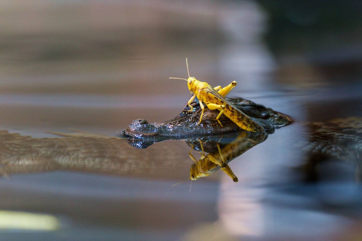 , Олег Богданов