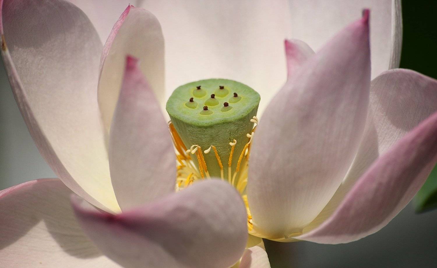 nelumbo, nucifera, лотос, Александр Зорин