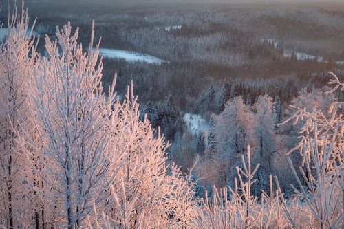 Мороз над тайгой
