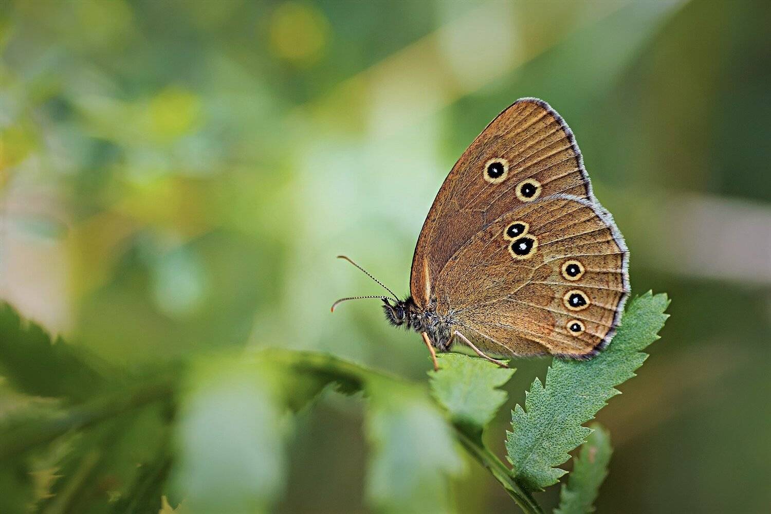бабочка, трава, крылья, свет, фон, Юрий Котов