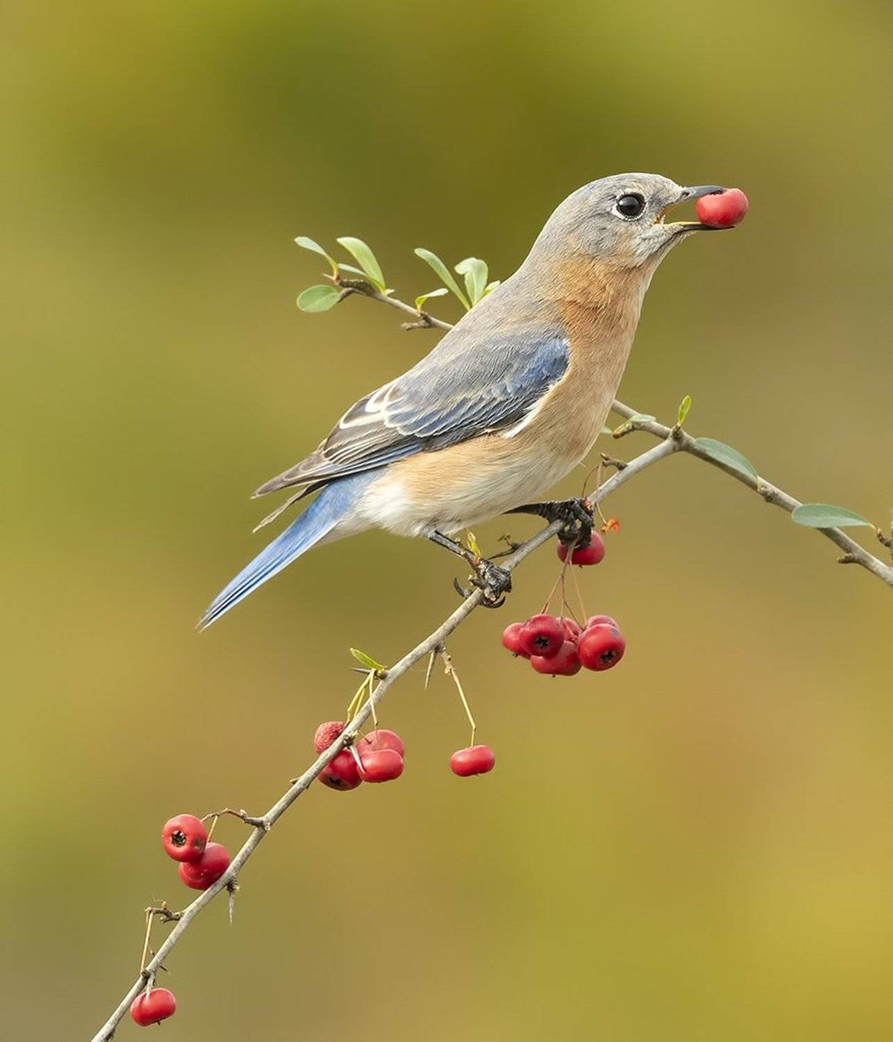 восточная сиалия, eastern bluebird, bluebird, Elizabeth Etkind