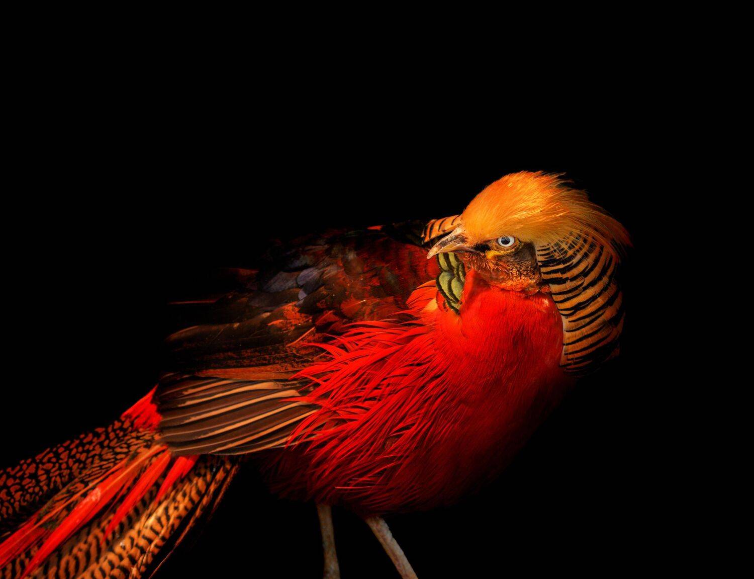 , Олег Богданов