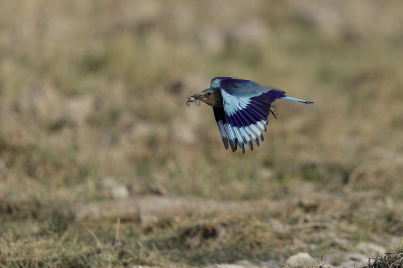 5d4, canon, indian roller, flight, Roller with toad фото превью