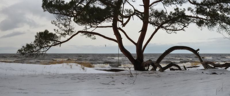 Кстати, о птичках... (2) фото превью