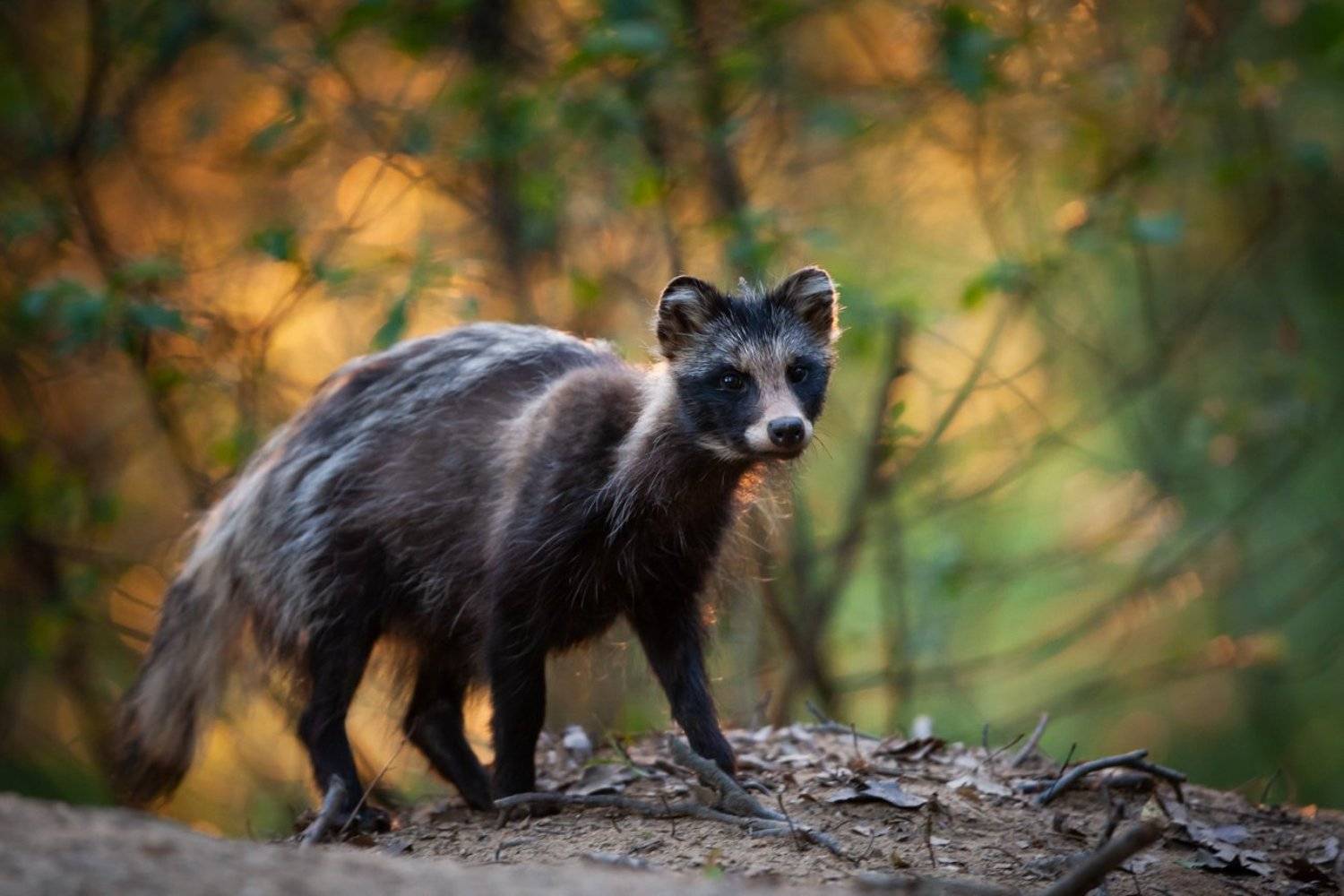 jenot, raccoon dog, wildlife, Adam Fichna