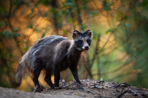 Raccoon dog