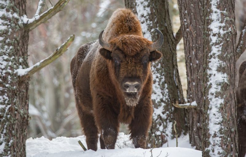 Зубр, или европейский зубр (лат. Bison bonasus) фото превью
