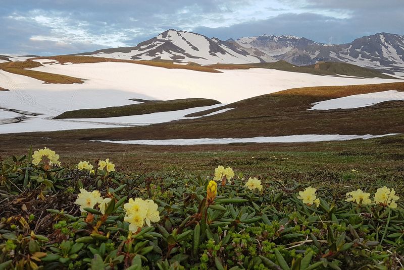 Камчатка.Родендроны фото превью
