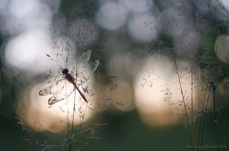 Прозрачность фото превью
