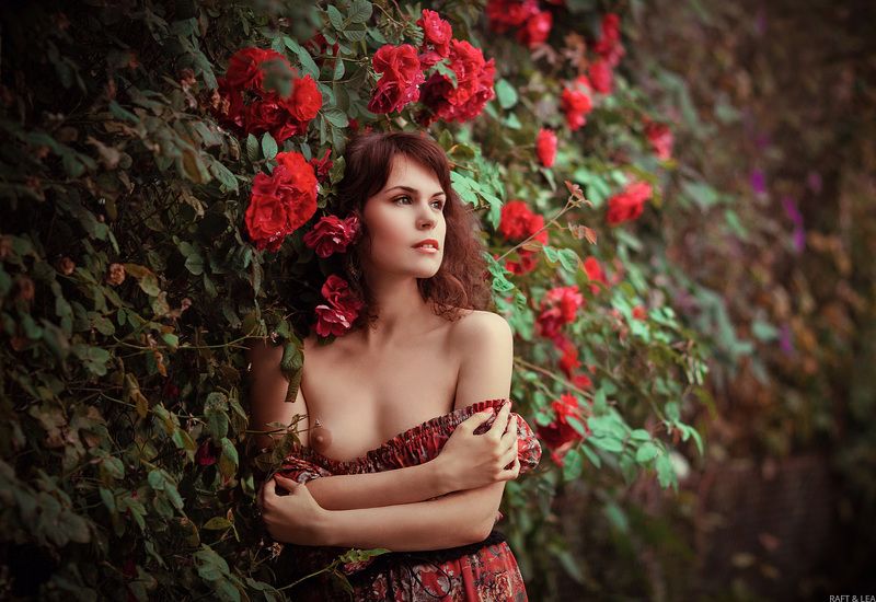 Розы фото превью