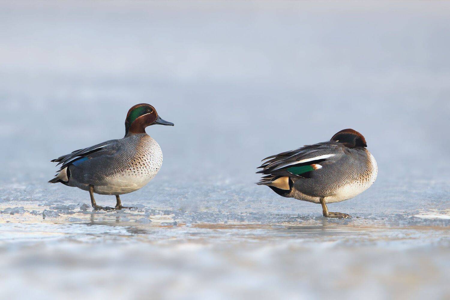 , Arkadiusz Michalak