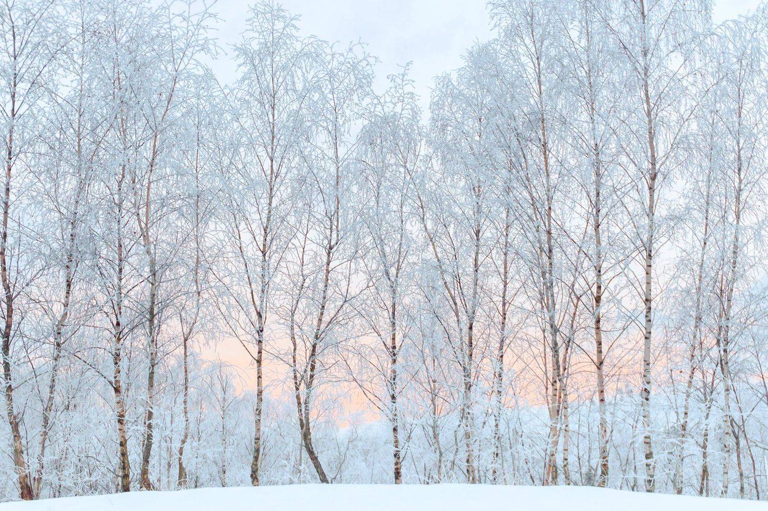 landscape, winter, curonian spit, sunrise, frost, Руслан Болгов (Axe)
