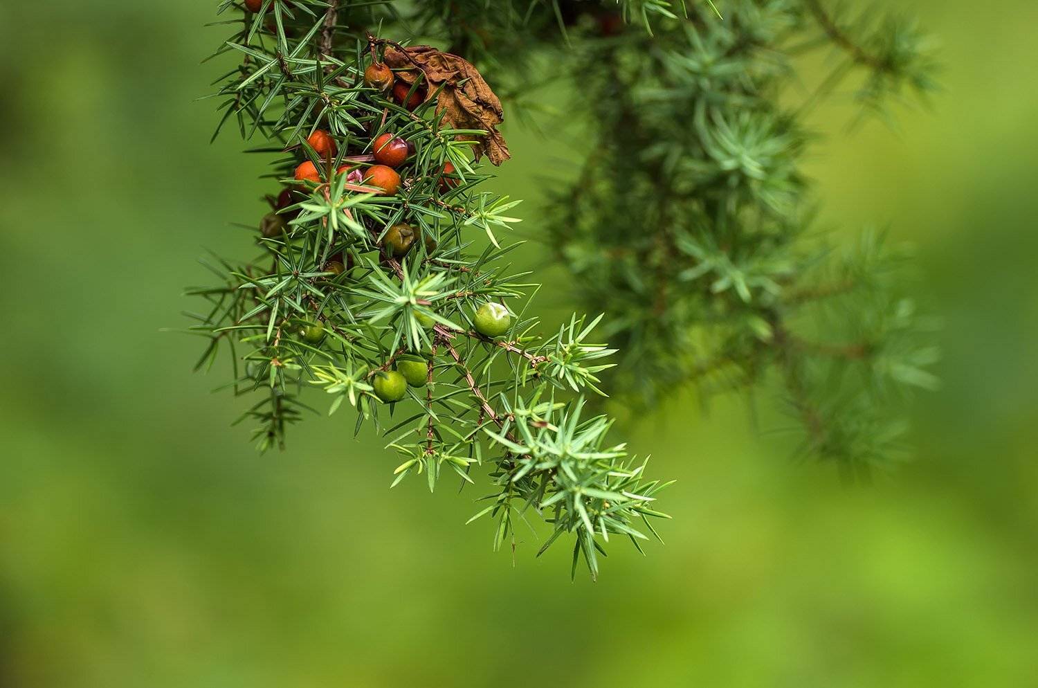 природа, макро, растения, можеевельник, Александр Земляной