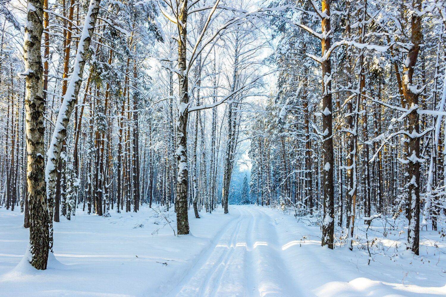 усмань, сосны, снег, рождество, мороз, лыжня, лес, иней, зима, заповедник, берёзы, Руслан Востриков