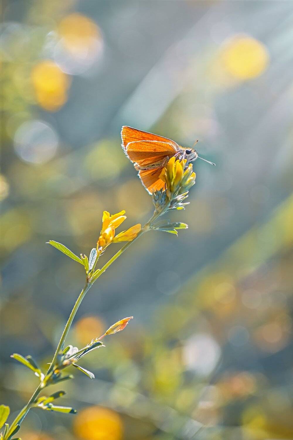 бабочка, трава, крылья, свет, фон, Юрий Котов