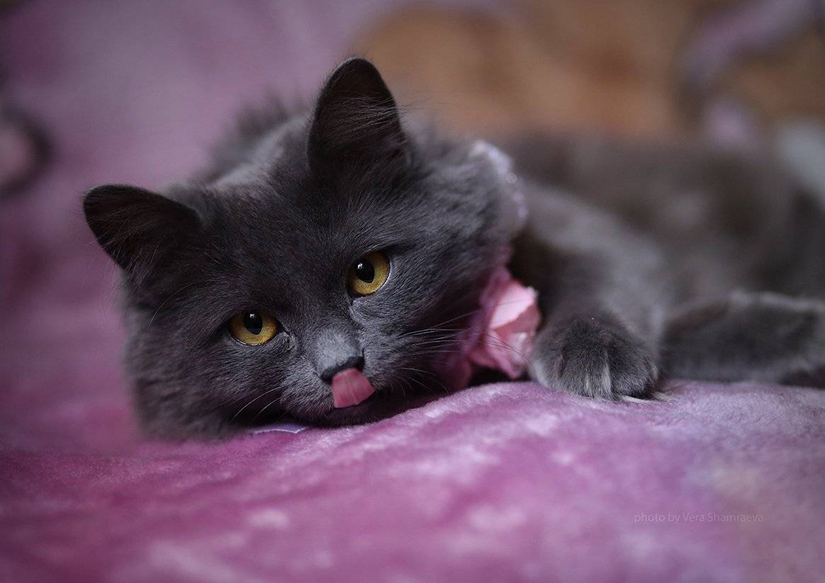 кошка показывает язык, Вера Шамраева