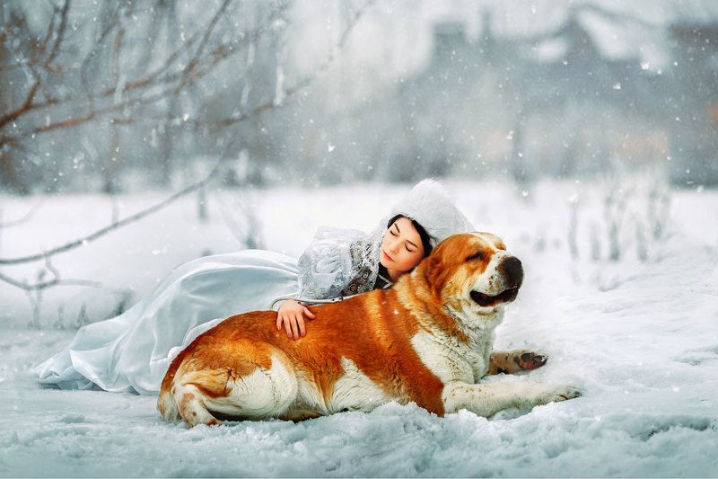 art  fabulous  winter fairy tale  girl and dog  white  red  ferudush  snow  winter  fantasy *** фото превью