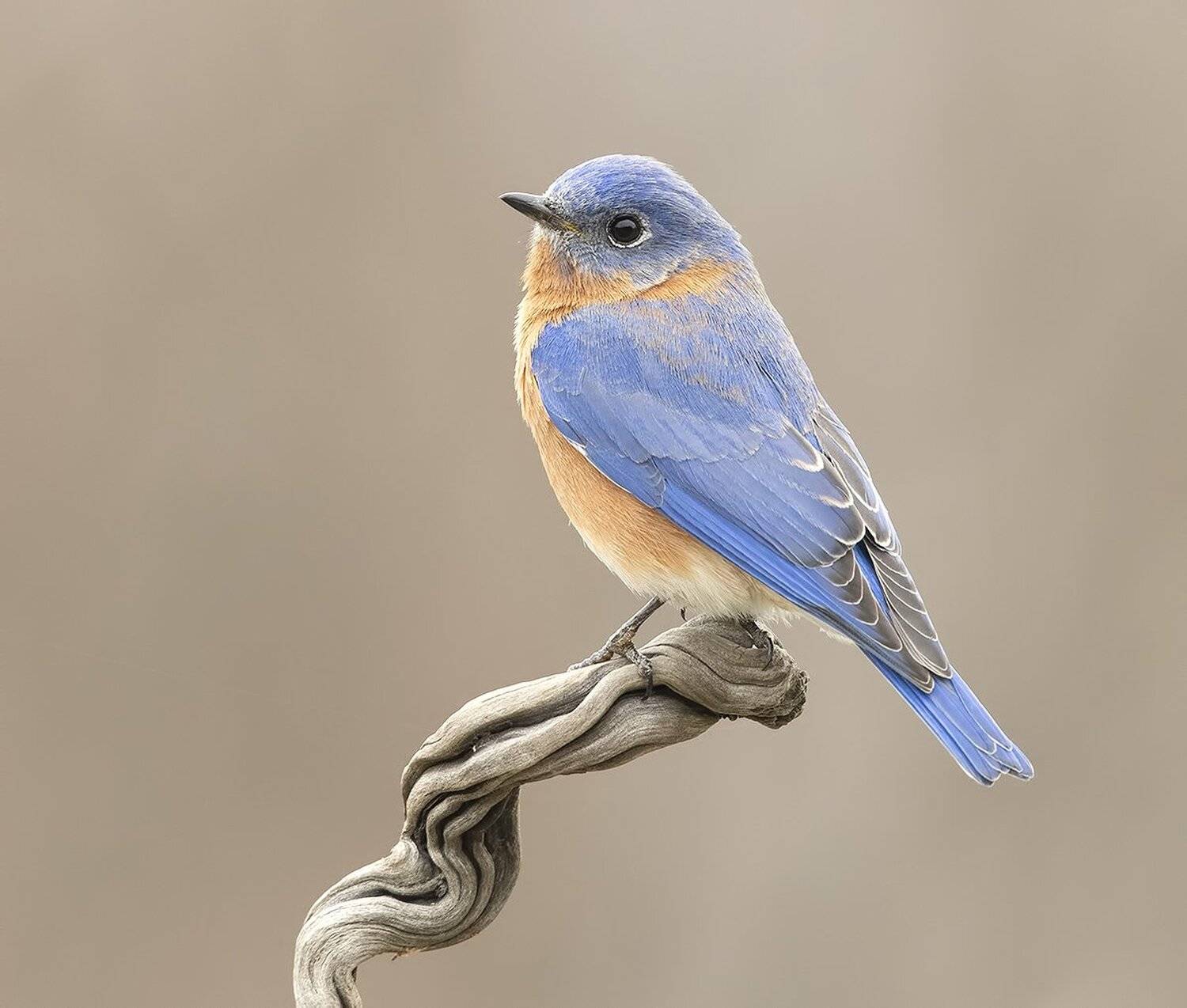 восточная сиалия, eastern bluebird,bluebird, Elizabeth Etkind