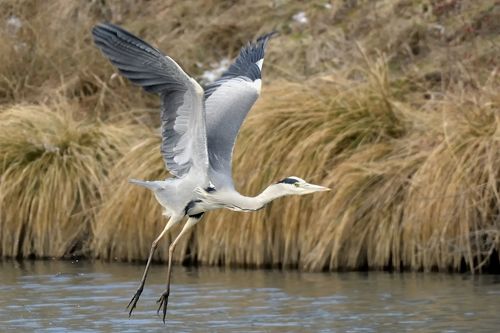 Ardea cinerea