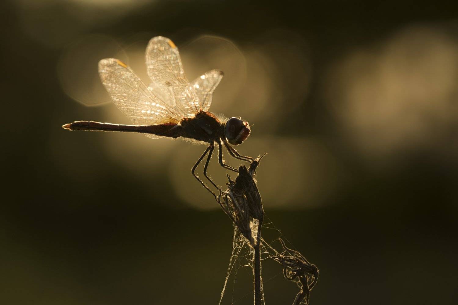 , Десислава Тодорова