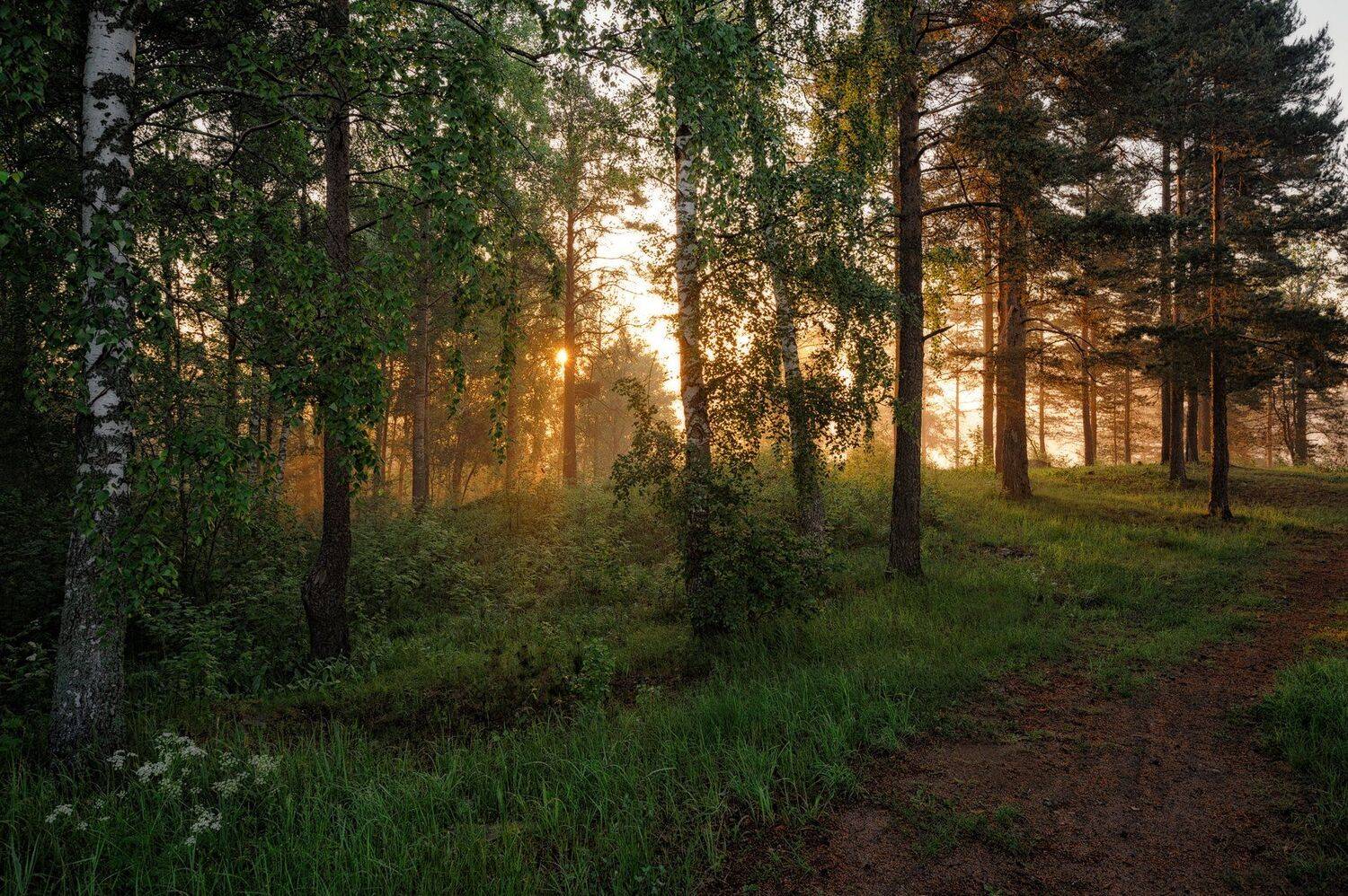 лето,утро,рассвет,краски,лес,свет,пейзаж, Евгений Плетнев
