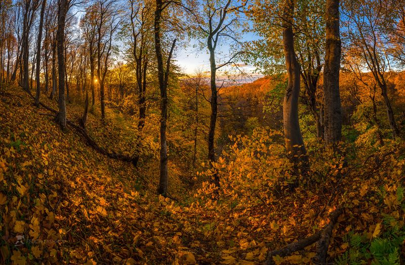 Буковый лес осенью, на закате фото превью