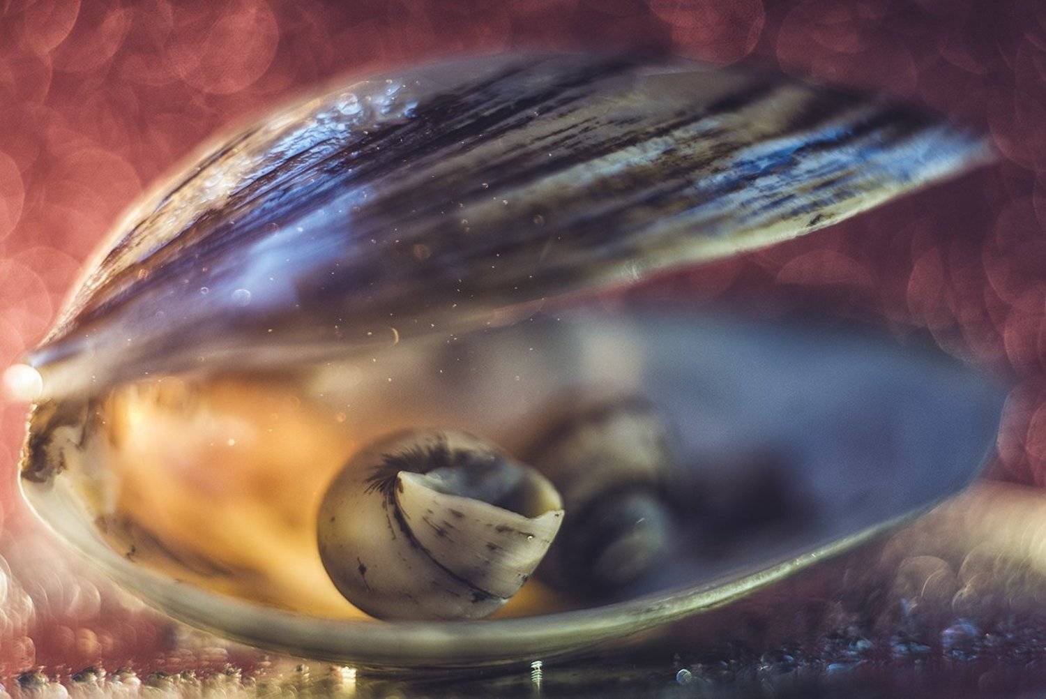 макро, макрофотография, макросъёмка, боке, ракушка, Ксения Орлова