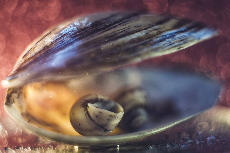 макро, макрофотография, макросъёмка, боке, ракушка  фото превью