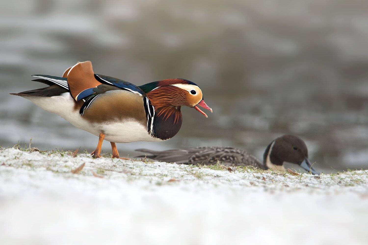 , Arkadiusz Michalak