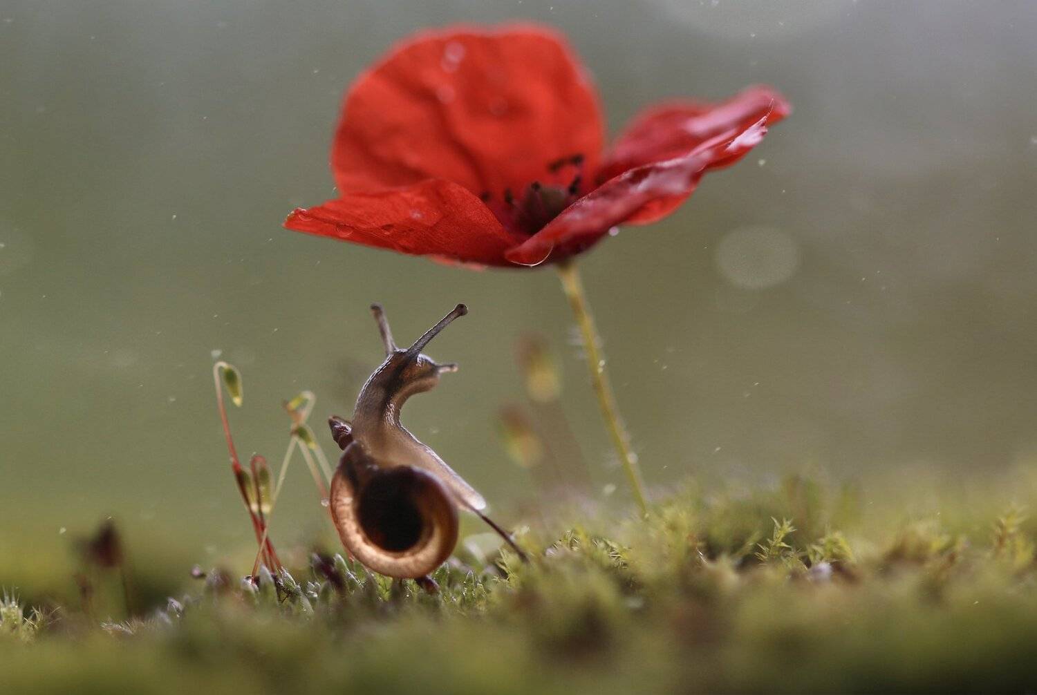 , Людмила Гудина