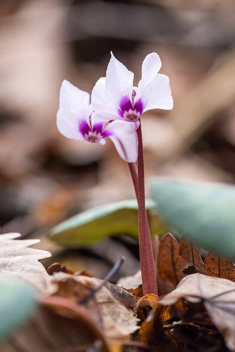 природа, макро, растения, цветы, цикламены, Александр Земляной