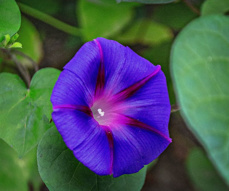 память о лете фото превью