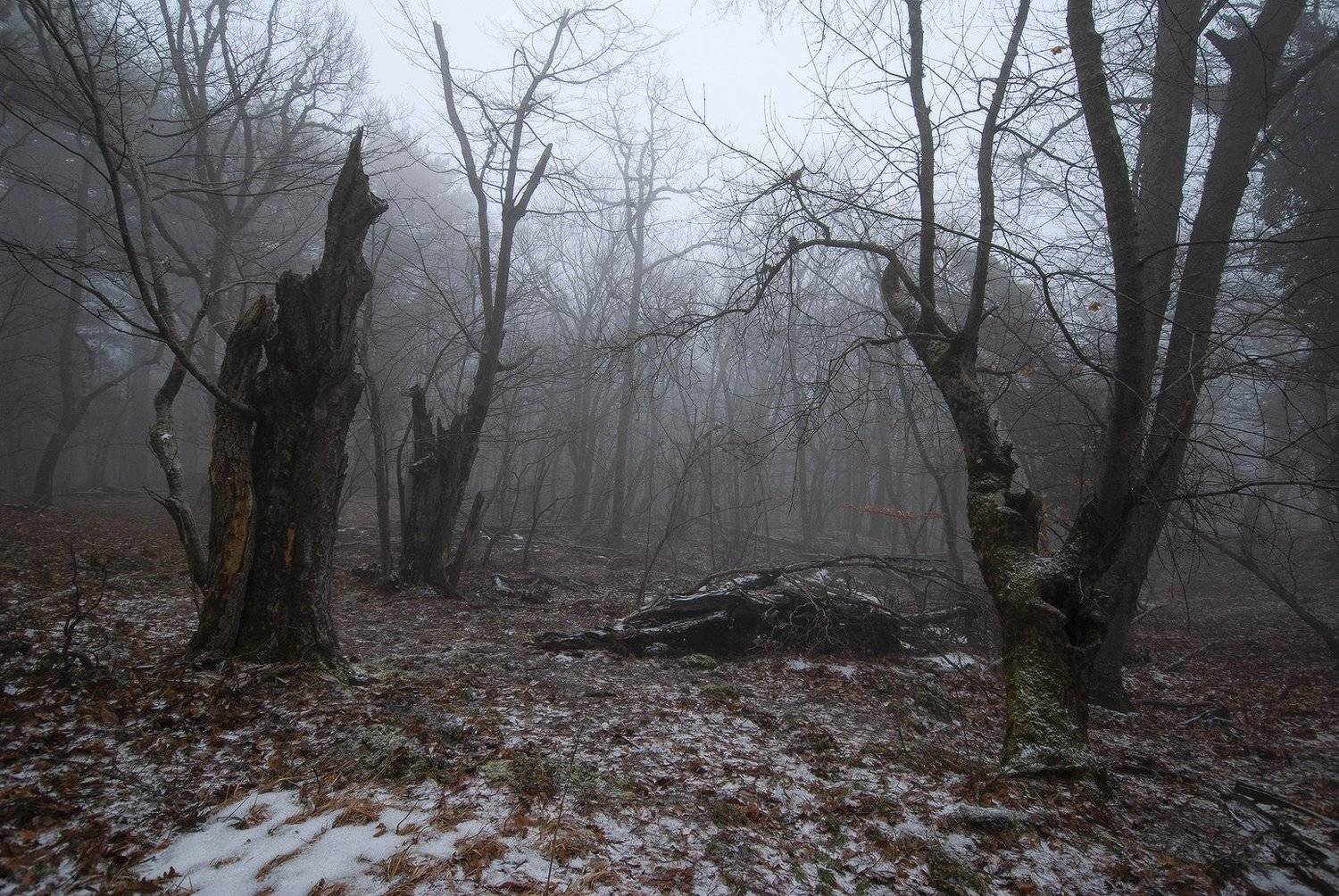 , Саша  Вайсберг / Waldschnepfe /