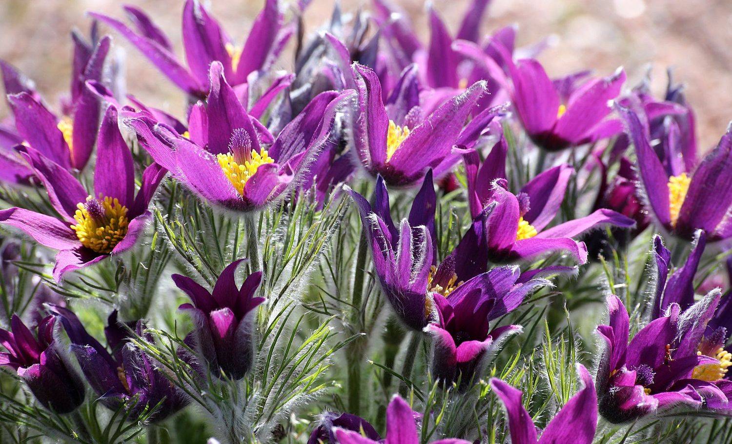 весна прострел сон-трава Pulsatilla, Александр Зорин