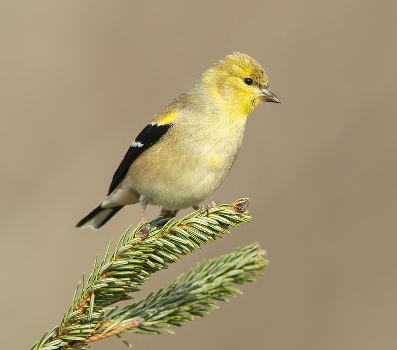 american goldfinch, американский чиж, чиж American Goldfinch - Американский чиж фото превью