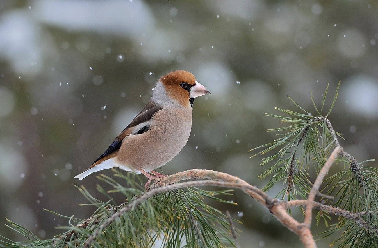 дубонос,самец,сосна,снег,зима, Иван