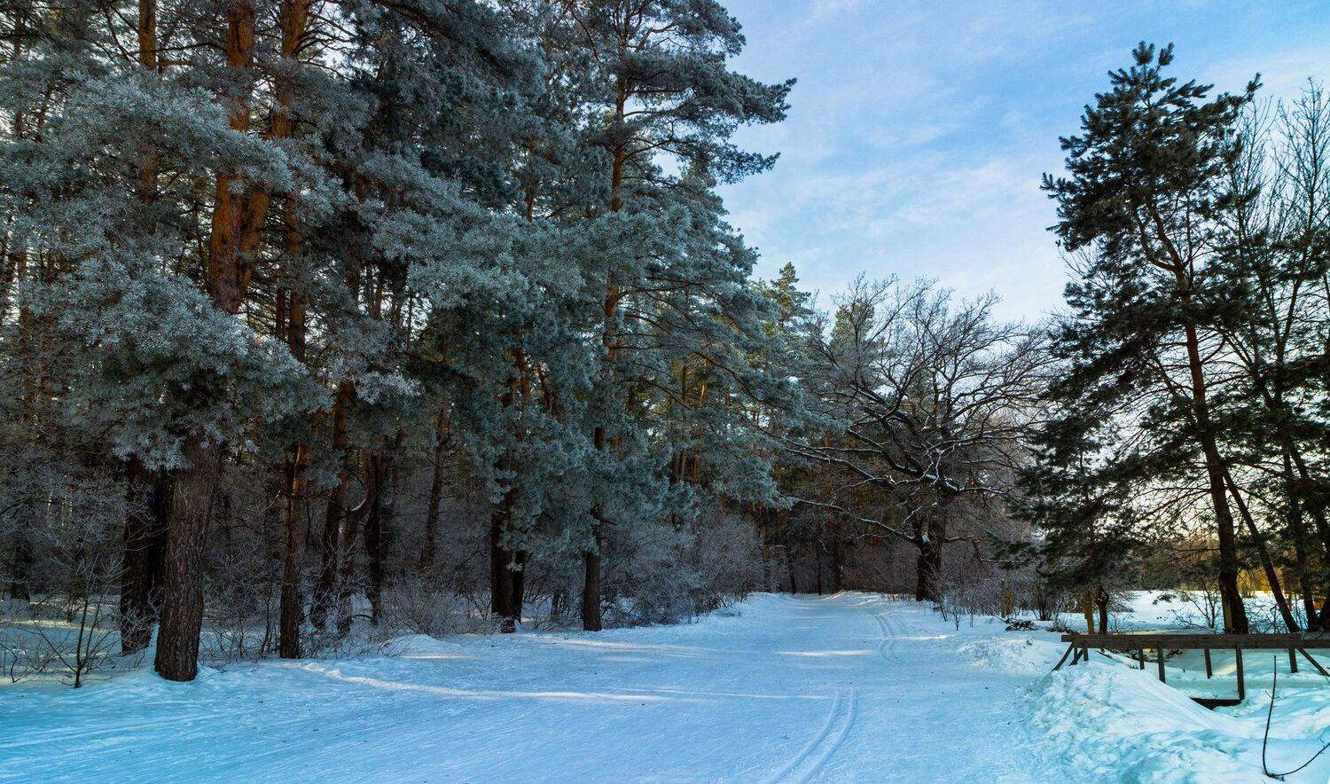 лес, зима, иней, снег, сосны, заповедник, лыжня, Руслан Востриков
