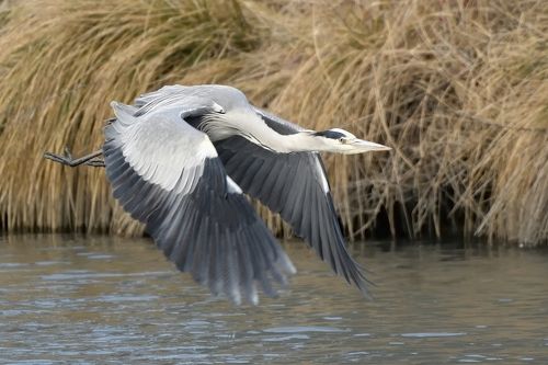 Ardea cinerea