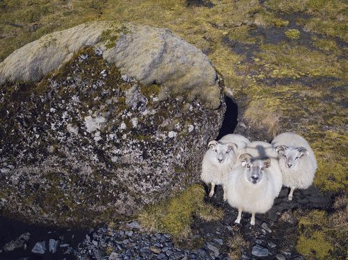 Sheep Happens