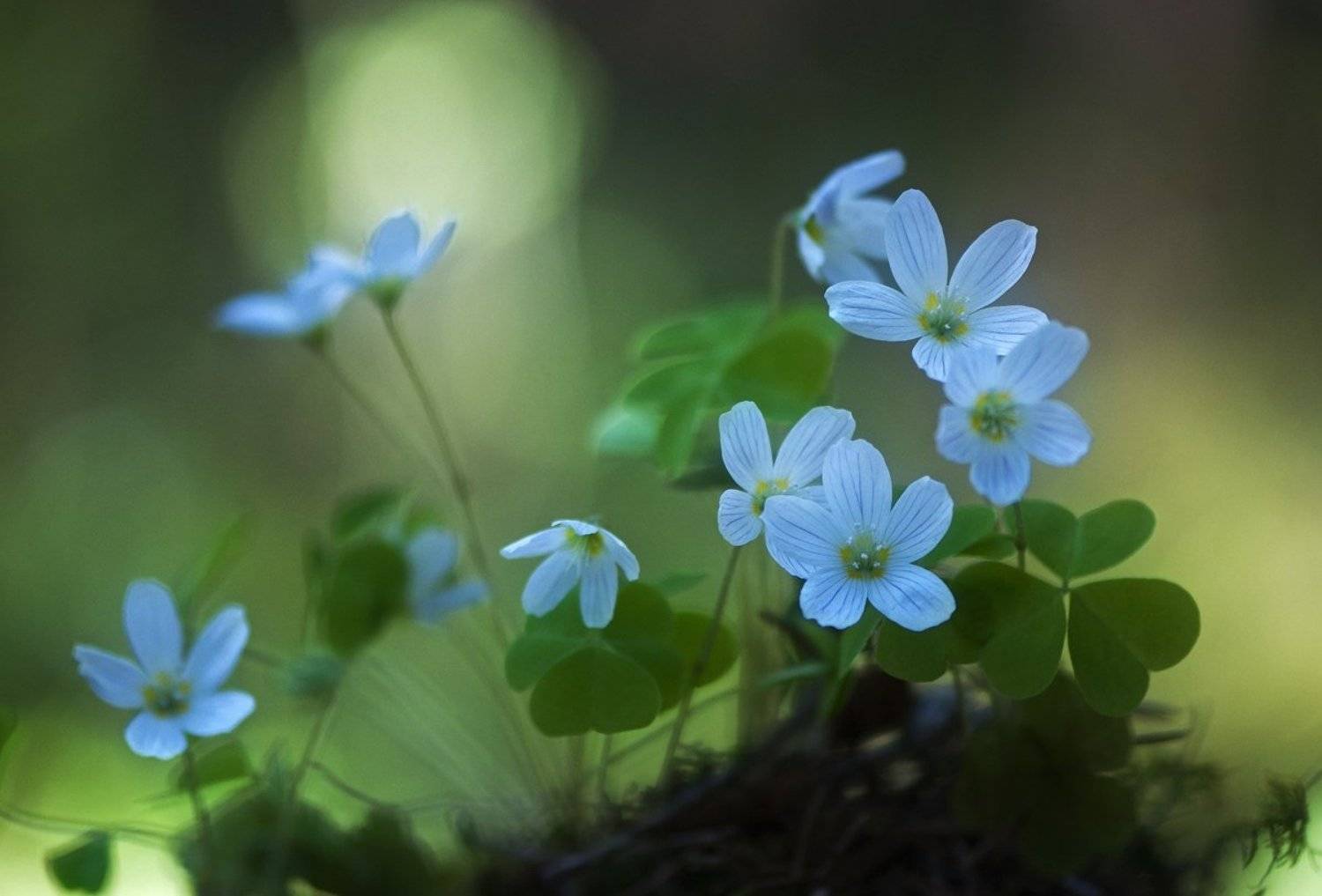 макро,лес,кислица,заячья капуста,весна,природа, Наталия К