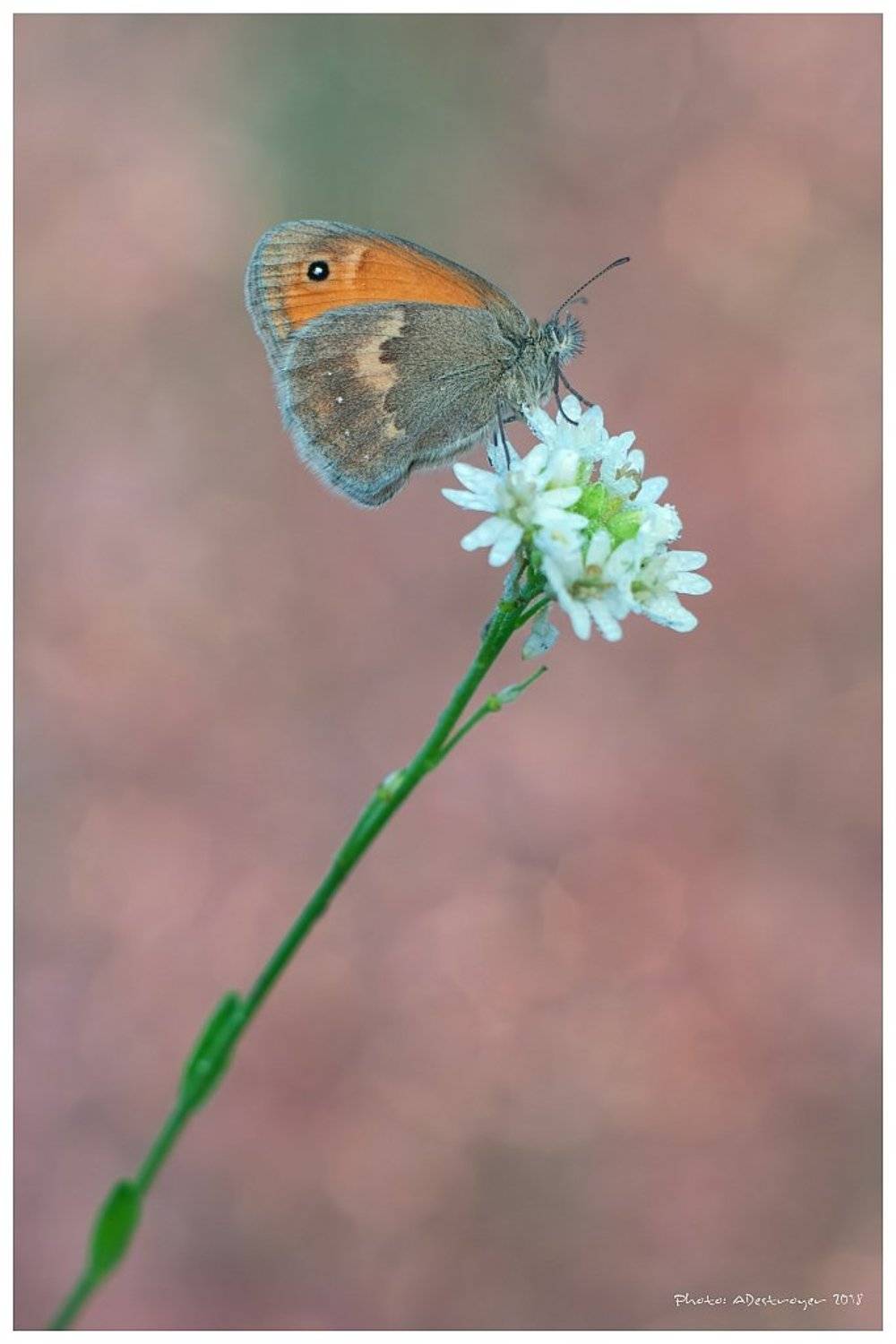 macro nature butterfly, Ryszard Lal