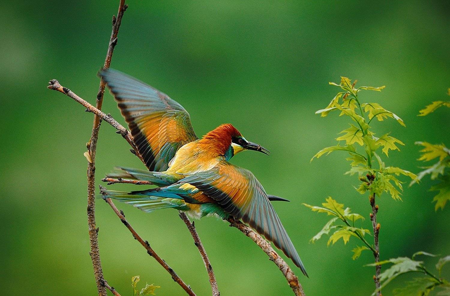 , Kantsyrenko Sergey