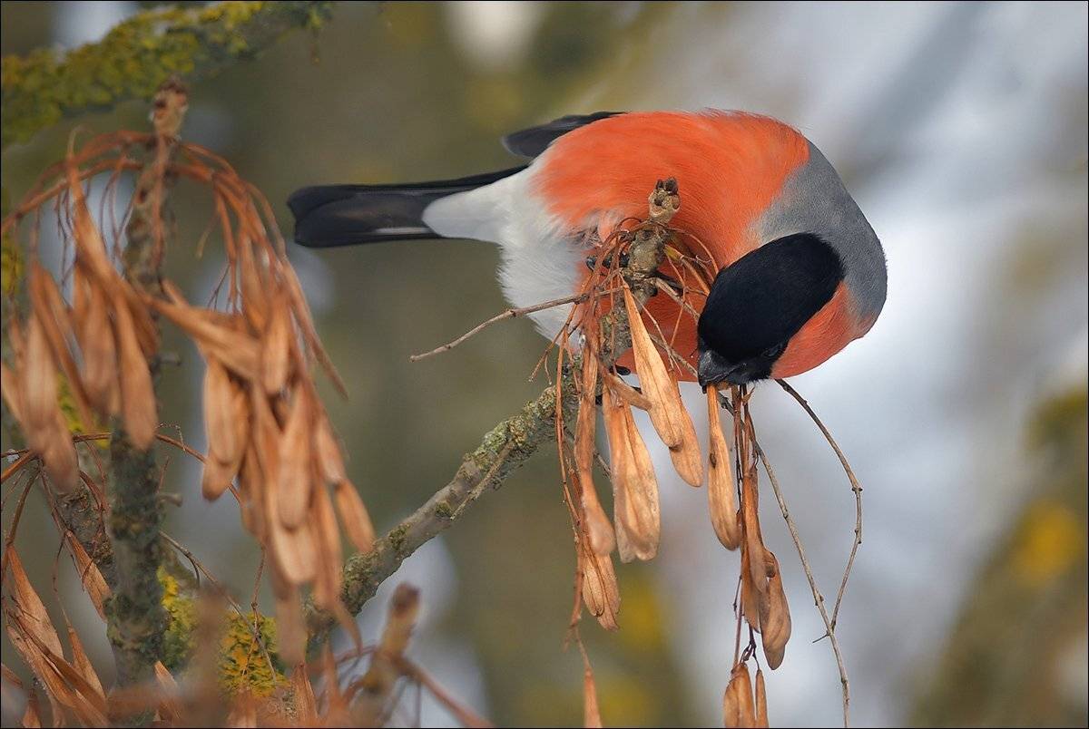 снегирь, Андрей Медведев
