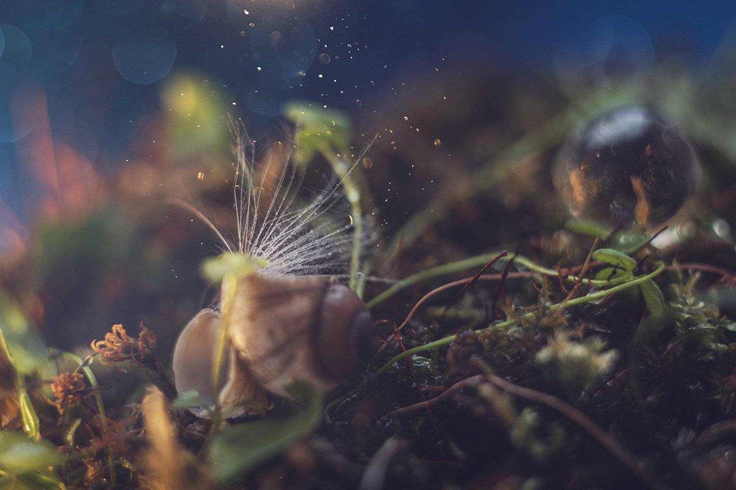 макро, макрофотография, макросъёмка, боке, ракушка, капли, Ксения Орлова